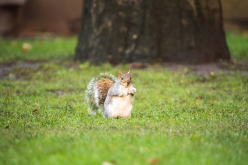 Brown squirrel eating nut closeup fluffy zoom sunny day green grass