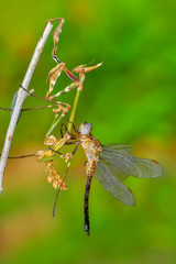 Close up of pair of Beautiful European mantis ( Mantis religiosa )