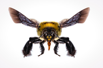 Photos of bee flying with white background, bee isolated, macro photography of bee in high resolution, dangerous bees.