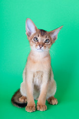 An little abyssinian ruddy cat, kitty