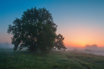 Obraz premium Spring landscape at dawn. Tree on green meadow on colorful sky background.