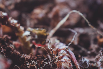 Beautiful dry old green plant background grunge