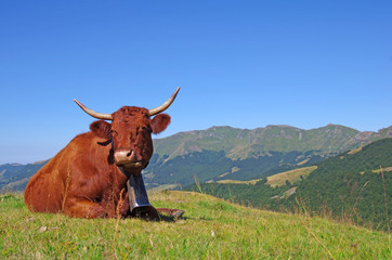 Vache de race Salers avec sa cloche allong&eacute;e dans un pr&eacute;. Les monts du cantal en arri&egrave;re plan. Auvergne, France