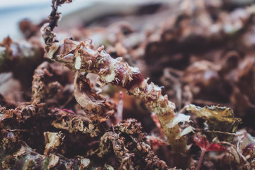Beautiful dry old green plant background grunge