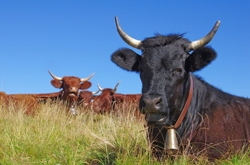 Vache noire avec sa cloche au premier plan et derrière un troupeau de vache Salers. Cantal,...