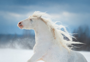 white beautiful irish cob with long mane winter portrait in motion