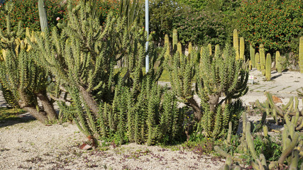 Park of cacti in Barcelona. In Barcelona, a large collection of cacti from around the world, they grow in a park of cacti. Cacti grow under the hot sun in the desert.