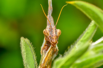 Close up of pair of Beautiful European mantis ( Mantis religiosa )