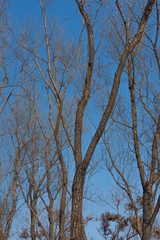 tree branches in winter