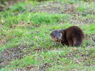 Young eurasian otter (Lutra lutra) cub