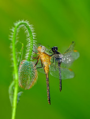 Macro shots, Beautiful nature scene dragonfly. 