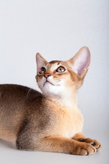 Fototapeta na wymiar An little abyssinian ruddy cat, kitty