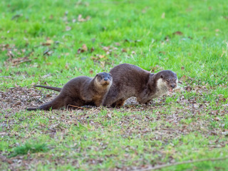 Eurasian otter (Lutra lutra) mother and cub