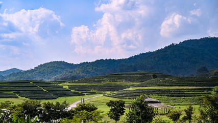Fototapeta premium Tea plantations in Chieng rai, Thailand.