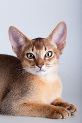 Obraz na płótnie Canvas An little abyssinian ruddy cat, kitty