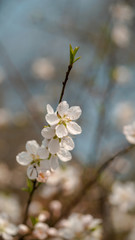 Prunus davidian, also known by the common names David's peach and Chinese wild peach.