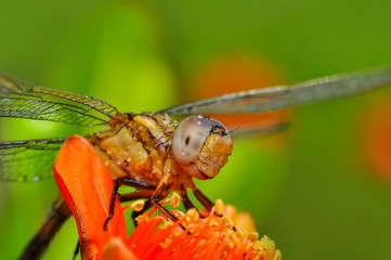 Macro shots, Beautiful nature scene dragonfly. 