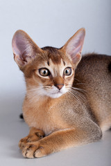 An little male  abyssinian ruddy cat, kitty