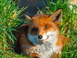 Red fox (Vulpes vulpes) resting