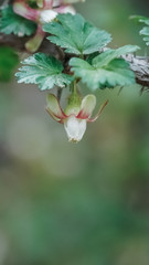 Obraz premium Flower of Ribes. Fruits are edible.