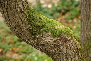 Tree Trunk Closeup