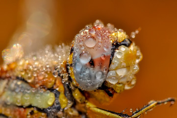 Macro shots, Beautiful nature scene dragonfly. 