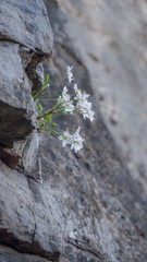 Beautiful wild flower Clematis acerifolia, growing on a cliff.