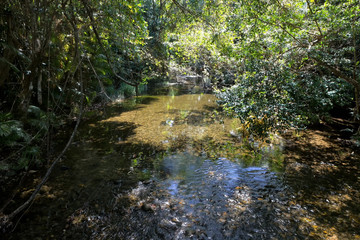 Obraz premium Peaceful Oliver Creek in The Daintree, Tropical North Queensland, Australia