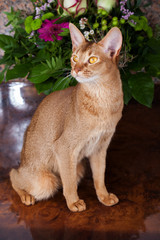 a sorrel female abyssinian cat on a brown table