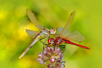 Macro shots, Beautiful nature scene dragonfly. 