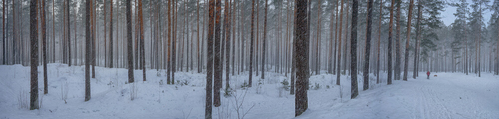 Panorama of pine forest in the snowfall