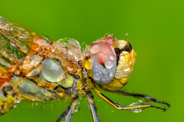 Macro shots, Beautiful nature scene dragonfly. 