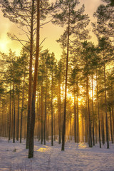 The sun sets in the winter in the forest