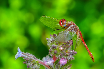 Macro shots, Beautiful nature scene dragonfly. 