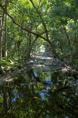 Fototapeta na wymiar Shadows and reflections on Oliver Creek in The Daintree, Tropical North Queensland, Australia