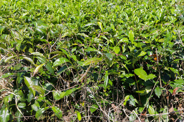 Closeup of tea plant growing in The Daintree in Queensland, Australia