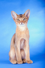 An little male  abyssinian ruddy cat, kitty