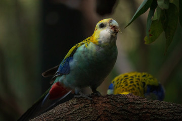 pale-headed rosella (Platycercus adscitus)  Australian bird eating