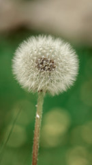 Taraxacum is a large genus of flowering plants in the family Asteraceae, which consists of species commonly known as dandelions.