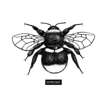 Vector drawing of Bumlebee. Hand drawn insect sketch isolated on white. Engraving style bumble bee illustrations.