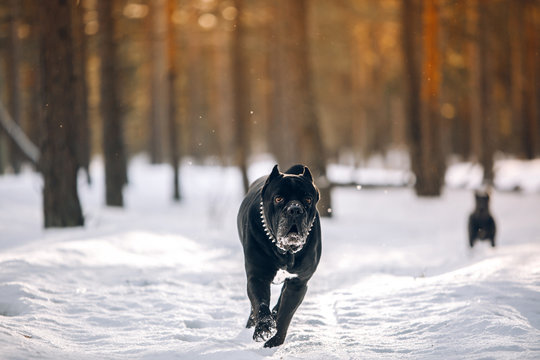 Cane corso Italian mastiff is running at snow