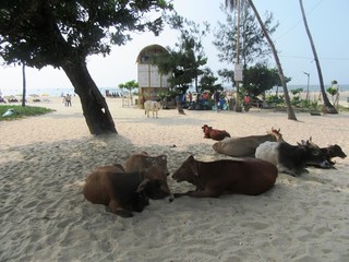 Die Küste und die Strände von Goa in Südindien