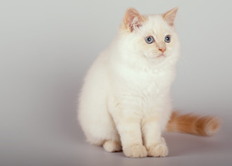 An red point  birman cat on a white background