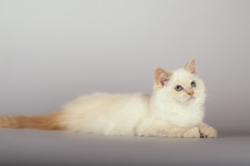 Fototapeta na wymiar An red point birman cat on a white background