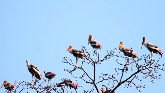 4K The  Asian openbill stork (Anastomus oscitans) is a large wading bird in the stork family Ciconiidae on tree