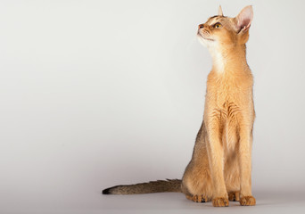 An abyssinian ruddy cat on a white background. - obrazy, fototapety, plakaty