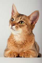 An abyssinian ruddy cat on a white background.