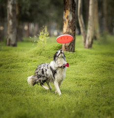 Dog playing frisbee