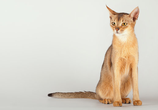 รูปภาพAbyssinian – เลือกดูภาพถ่ายสต็อก เวกเตอร์ และวิดีโอ14,135 | Adobe ...