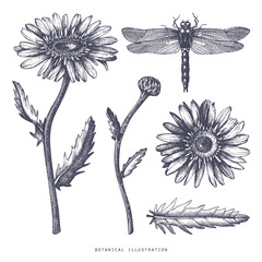 Hand drawn medical plant sketch. Vector botanical illustration of chamomile flower isolated on white.  Black and white lineart. Dragonfly drawing,